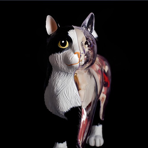 4DMASTER半剖猫动物拼装玩具
