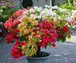 三叶梅盆栽庭院多色三角梅七彩花卉花苗重瓣大苗三角梅盆景开年紫