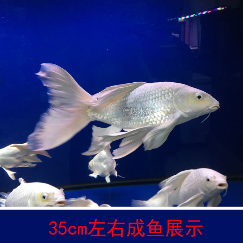 Taiwan butterfly Gypsum Cold water Fry Thoroughbred Mei Royal Sphere Koi fish living thingin the Pet/Pet food and supplies , Aqua World , Fish  category - from Buy2taobao.com to provide professional Taobao agent buy service