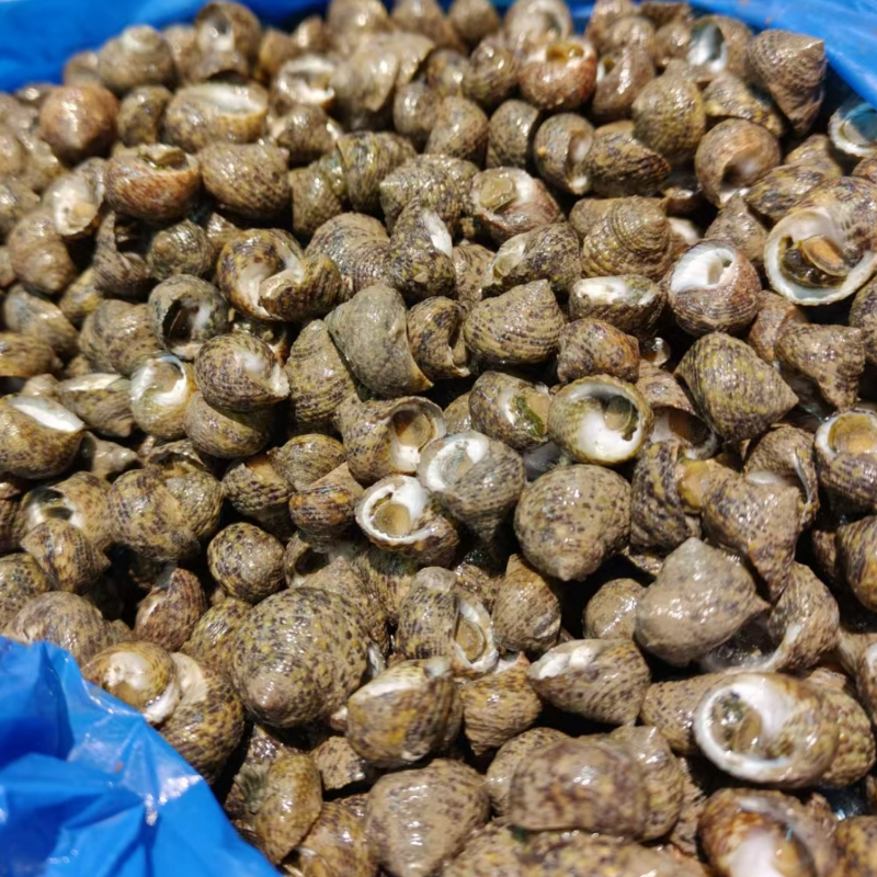 鲜活芝麻螺500g松门特产浅海野生
