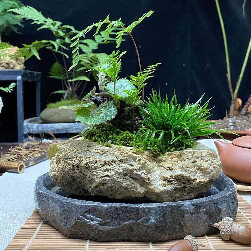 吸水石盆景组合狼尾蕨