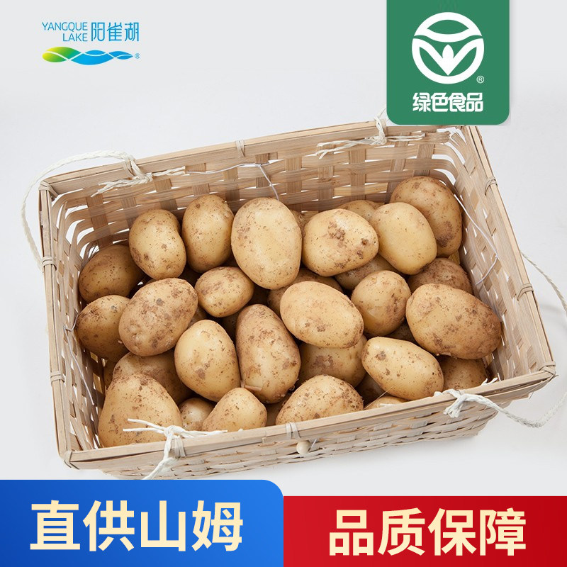 阳雀湖 正宗湖南樟树港三月黄新鲜土豆 直供山姆沃尔玛 5斤礼盒装