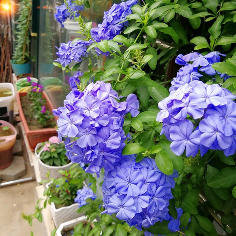 爬藤攀援庭院耐热好养草本蓝雪花