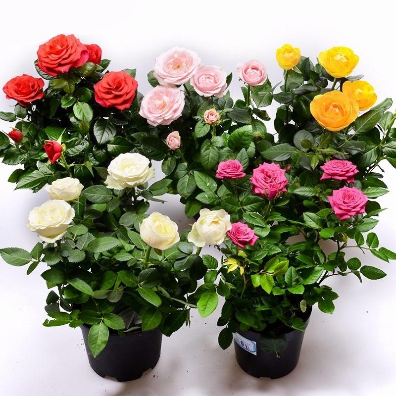 带花苞月季阳台绿植地载盆栽