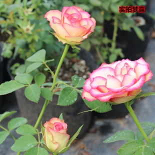 玫瑰梦露月季盆栽庭院阳台种植带花发货