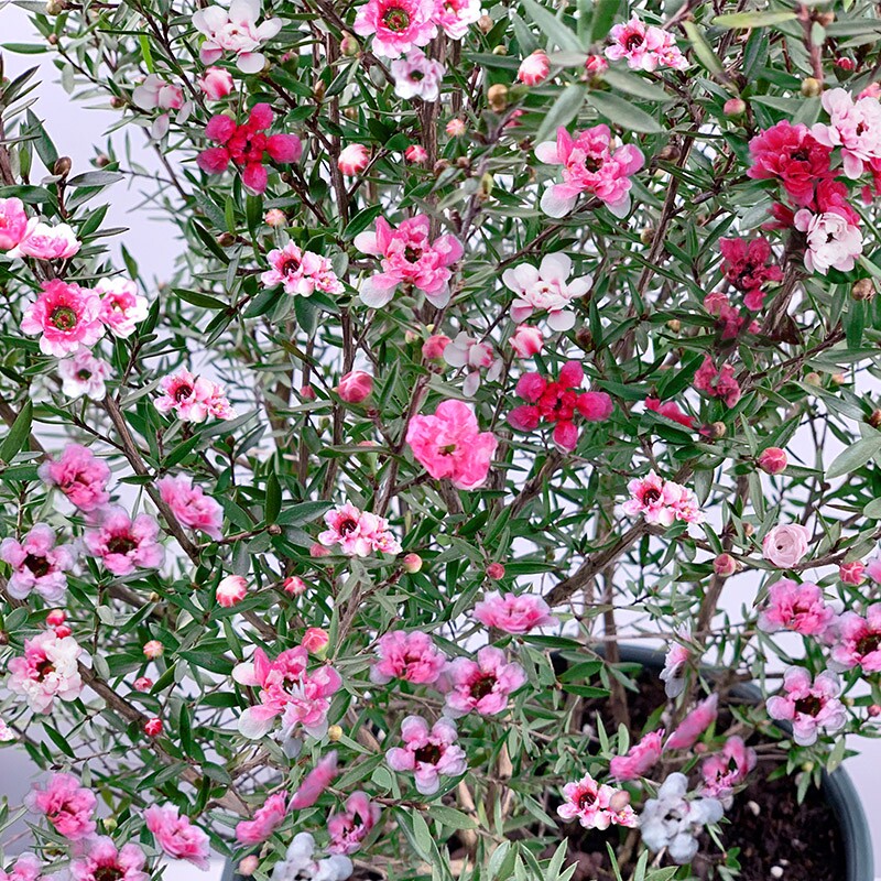 松红梅花卉常年开花的盆栽花期超长带花苞发货好养室内鲜花真花新