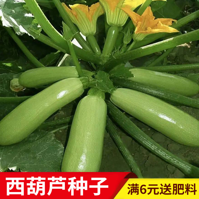 早熟无蔓西葫芦种子翠珠种籽四季耐寒瓜子占瓜蔬菜种子大全易种_虎窝淘