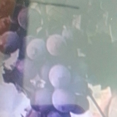 本.地2025新上市甜葡萄巨峰无籽有货