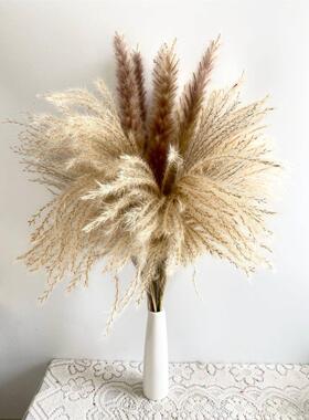 乾燥花芦苇拂尘芦苇花束乾燥花DIY乾燥家居装饰摆件小芦苇北欧跨
