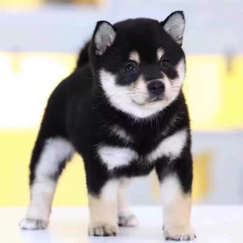 【宠物级专卖】纯种豆柴赤豆柴黑豆柴幼犬双血统CKU犬舍