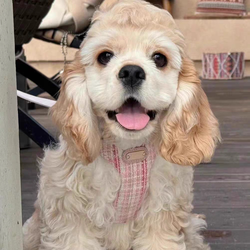 【联系客服挑选】双血统美国可卡犬迪士尼小狗CKU认证犬舍