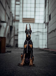 宠物级专卖 纯种杜宾美系赛级护卫犬CKU认证犬舍