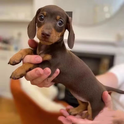 【宠物级专卖】纯种咖色铁包金小体腊肠犬CKU认证犬舍