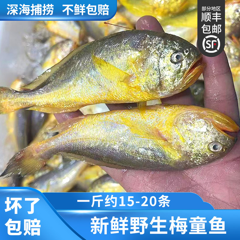 大号 新鲜大头梅童鱼冷冻梅童鱼东海舟山小梅子鱼细眼15-20条/斤