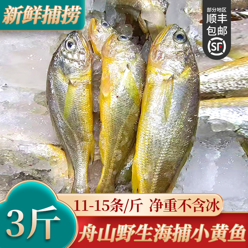 真舟山小黄鱼黄花鱼新鲜冷冻野生大海鱼鲜活水产烧烤商用东海海鲜