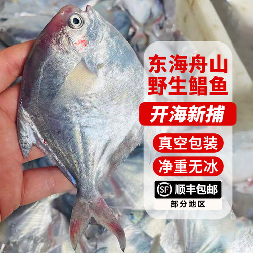 新货鲳鱼新鲜冷冻真空包装锁鲜