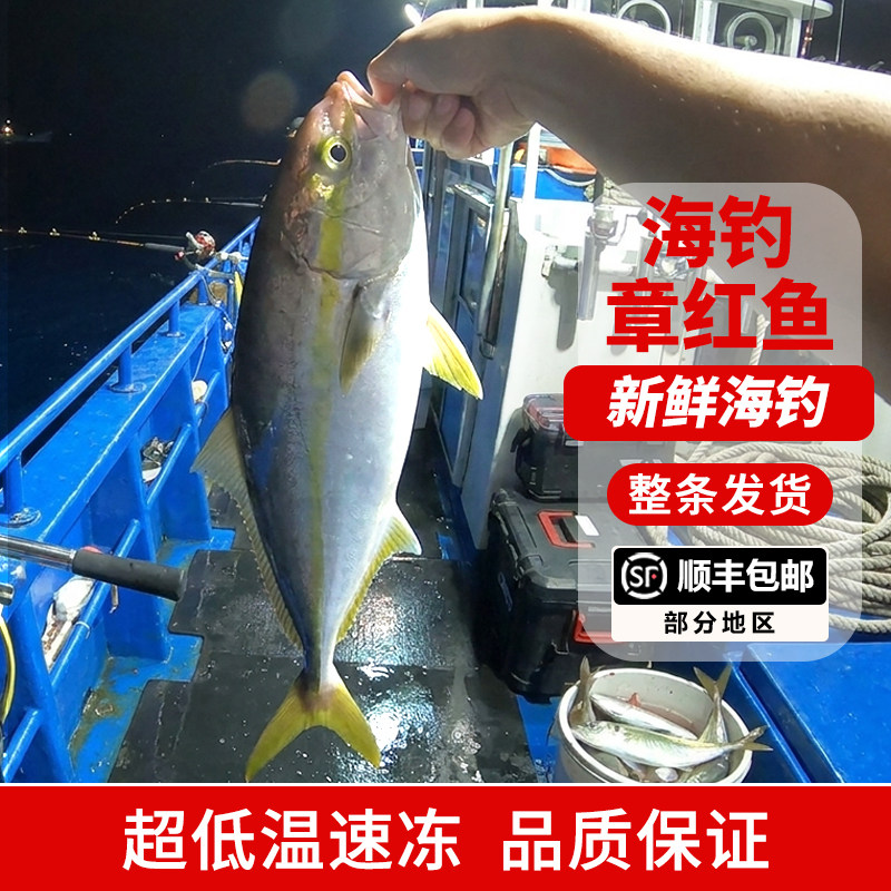 海钓章红鱼整条东海红甘鱼寿司油甘鱼池鱼红甘鲹红海鲜金枪鱼顺丰