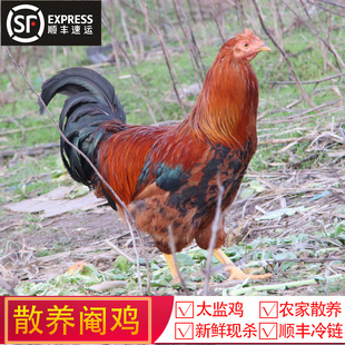 正宗兰溪农家散养4-5斤土阉鸡太监鸡扇鸡白切鸡 活鸡现杀整鸡生鲜