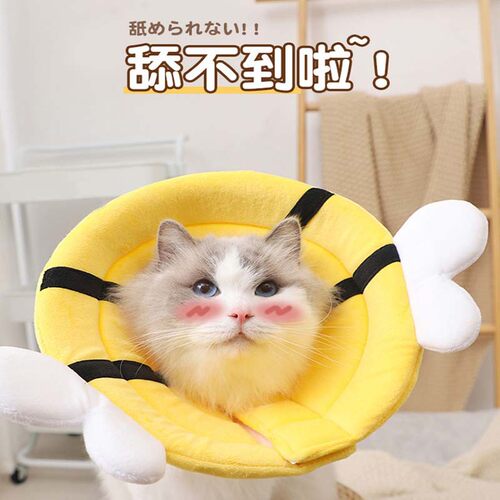 猫咪伊丽莎白圈幼猫绝育