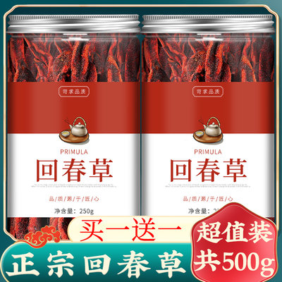 回春草不老草顶天柱泡酒茶男滋补