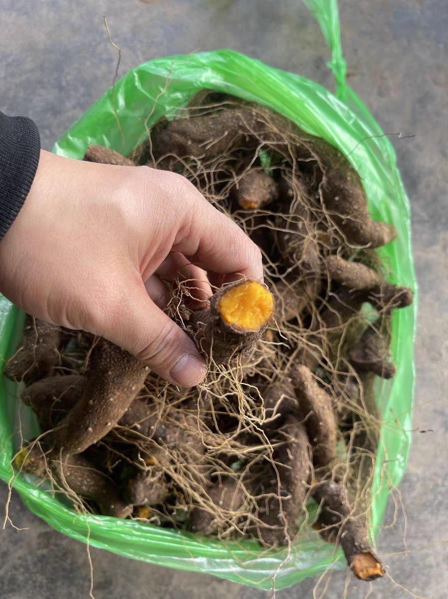 四川黄姜新鲜火藤根下火黄姜火头根特纯野生黄姜黄心火藤根穿山龙