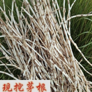 新鲜现挖白茅根四川野生茅根