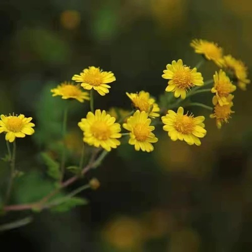 野菊花苗可食用药用特级菊花茶小黄菊野菊苗鲜活老桩耐寒庭院盆栽