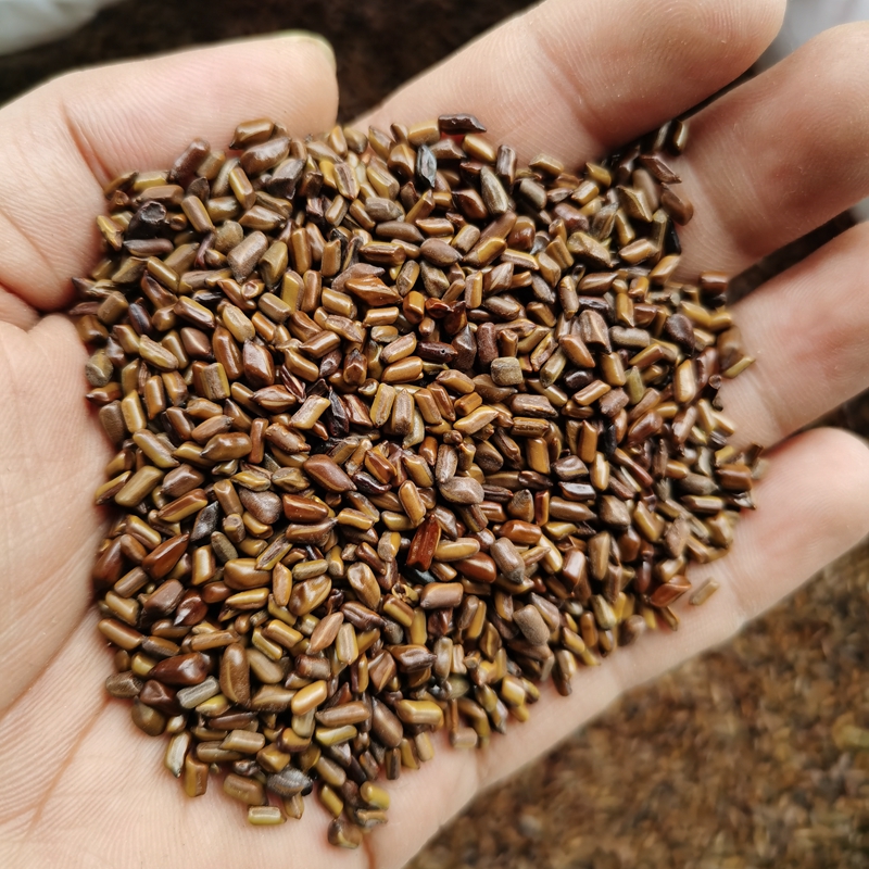 枕头填充材料决明子薰衣草荞麦壳