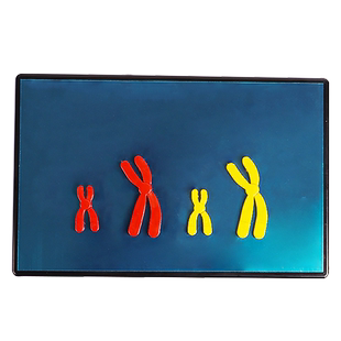 减数分裂中染色体变化模型组件磁吸式DNA染色体交叉互换联会初高中学生分组生物实验器材教学仪器