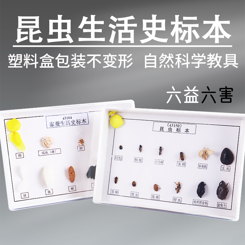 家蚕生活史昆虫标本演示教具