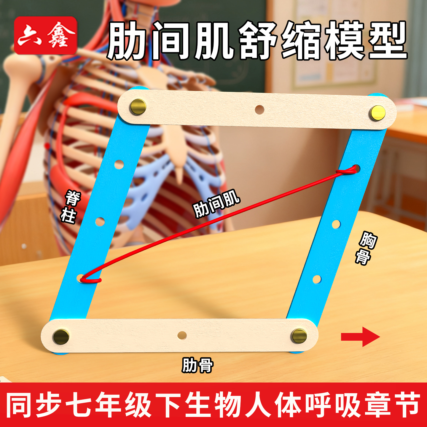 肋间肌舒缩模型材料包初中七年级下生物科技小制作膈肌运动模拟器肋骨胸骨运动模型生物材料小学科学膈肌模型