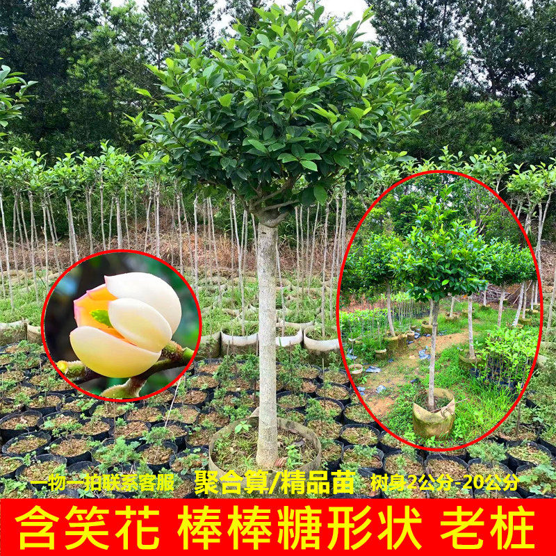 正宗含笑花浓香型庭院植物四季开花棒棒糖含笑花盆栽耐寒花季带花
