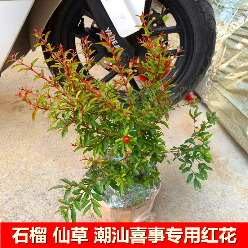 石榴花仙草盆栽潮汕喜事专用吉祥物大红花石榴花抹草三叶青四季种