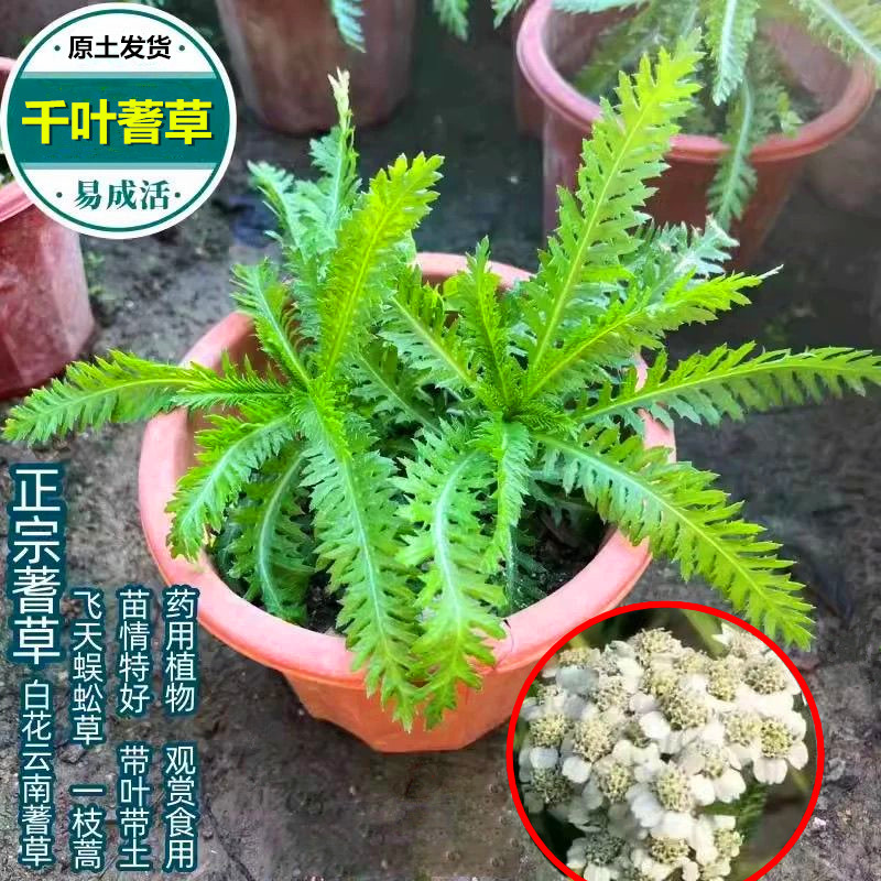 云南蓍草种苗盆栽 千叶蓍草 千叶草 一枝蒿 蜈蚣蒿锯草飞天蜈蚣草