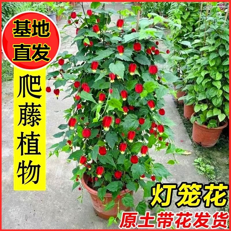 阳台庭院爬藤灯笼花带花四季可种宫廷耐寒盆栽红灯笼花树蔓性风铃