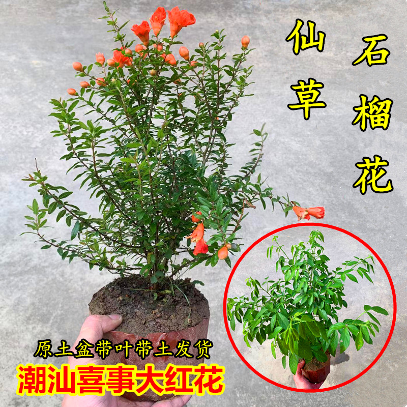 石榴花盆栽潮汕专用吉祥物大红花仙草石榴春草喜庆婚嫁专用花抹草