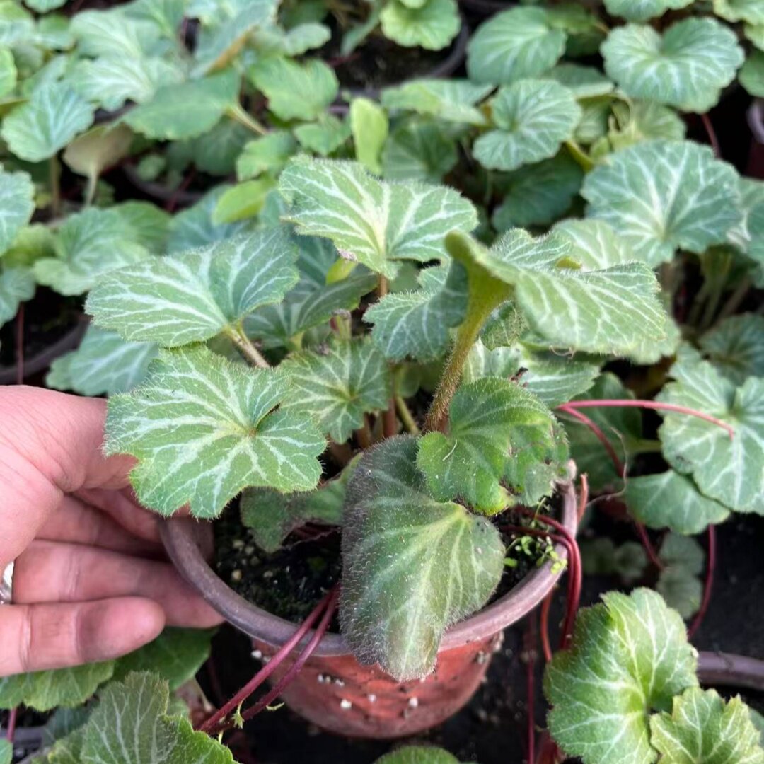 水培盆栽金钱姬虎耳草地被植物