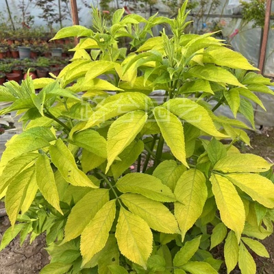 金叶接骨木黄金塔庭院植物