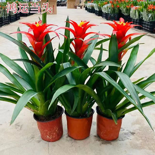 鸿运当头盆栽带花室内客厅办公室大植物红星凤梨开业送礼花卉绿植