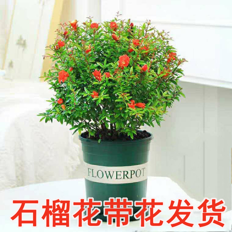 石榴花盆栽带花苞四季开花室内观赏花卉植物阳台庭院绿植盆景好养