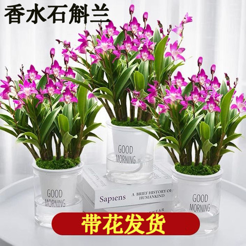 香水石斛兰盆栽带花苞浓香型花卉