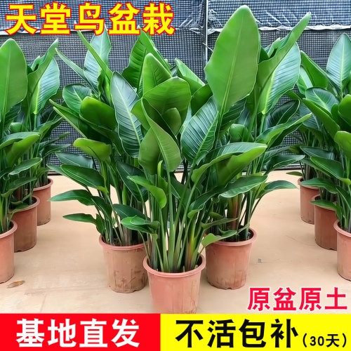 天堂鸟客厅绿植办公室内好养植物