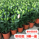 香水百合花鲜花盆栽带花苞室内四季 开浓香型花卉植物阳台庭院花苗