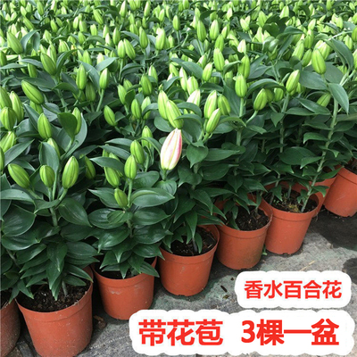 香水百合花盆栽带花苞浓香型