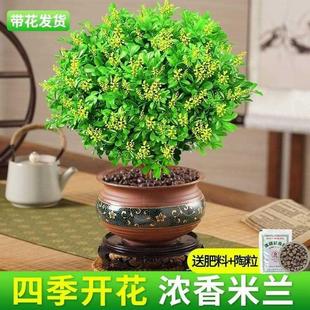 开花带花苞浓香好养驱蚊绿植老桩盆景 米兰花盆栽花卉植物室内四季