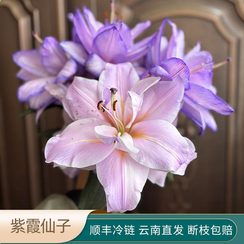A级紫霞仙子重瓣香水百合花吸色