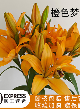 A级橙色梦想百合亚百合花鲜花家用插花多头无香鲜花云南基地直发