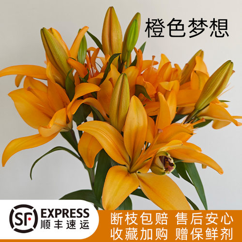 A级橙色梦想多头亚百合鲜花无香