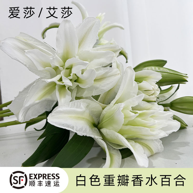 白绿色稀有重瓣香水百合赠保鲜剂
