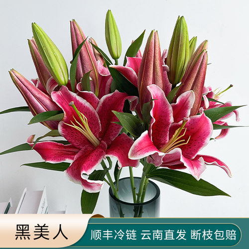 黑美人精选红色香水百合花鲜花